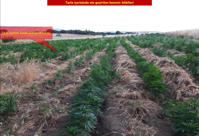 Diyarbakır'da 850 bin kök Hint keneviri ele geçirildi